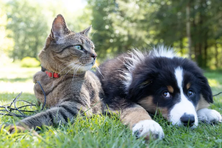 Hund und Katze